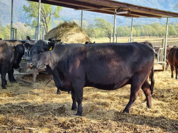 Close Uma Vaca Negra Pastando Uma Fazenda Dia Ensolarado — Fotografia de Stock