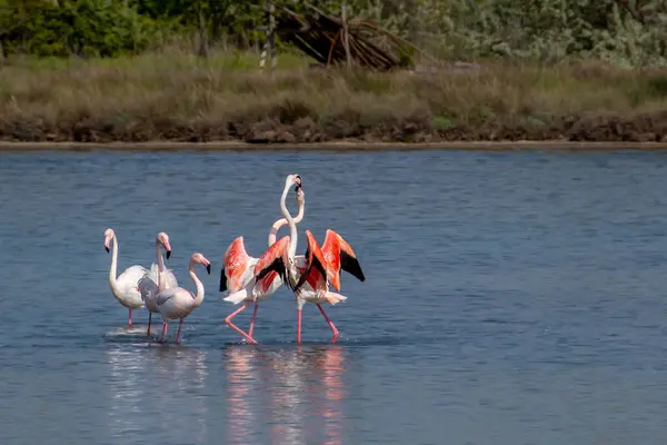 Grupp Flamingos Med Öppna Vingar Den Grunda Sjön — Stockfoto