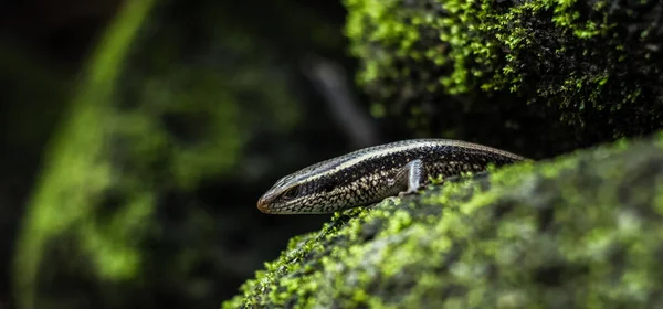 Closeup Shot Lizard Plestiodon Latiscutatus — Stock Photo, Image