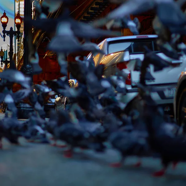 Багато Голубів Вулиці Чикаго Сша Припарковані Машини Світильники Освітлюють Дорогу — стокове фото