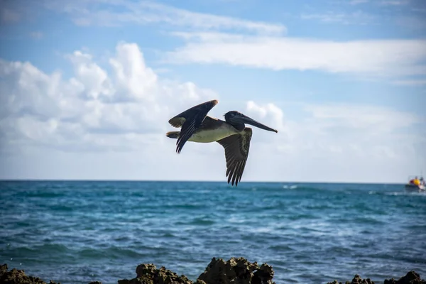 Brązowy Pelikan Pelecanus Occidentalis Latający Nad Wodą Cancun Meksyk — Zdjęcie stockowe