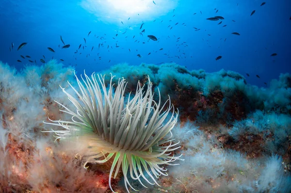 Closeup Shot White Sea Anemone Corals Small Fish Underwater — Stock Photo, Image