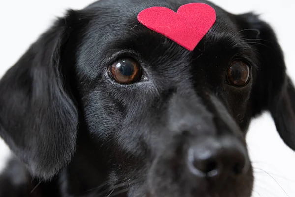 Cão Preto Com Adesivo Forma Coração Testa Fundo Branco — Fotografia de Stock