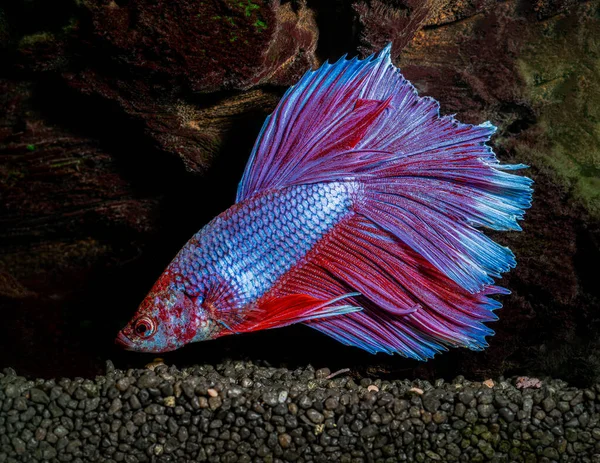 Closeup Colorful Fighting Fish — Stock Photo, Image