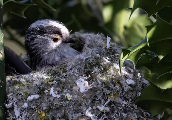 Closeup Shot Cute Long Tailed Tit Nest Sun Rays —  Fotos de Stock