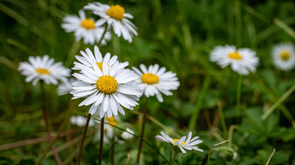 Primo Piano Camomille Coltivate Giardino Primavera — Foto Stock