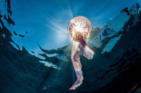 白いクラゲと澄んだ海の下の太陽の光を垣間見る — ストック写真