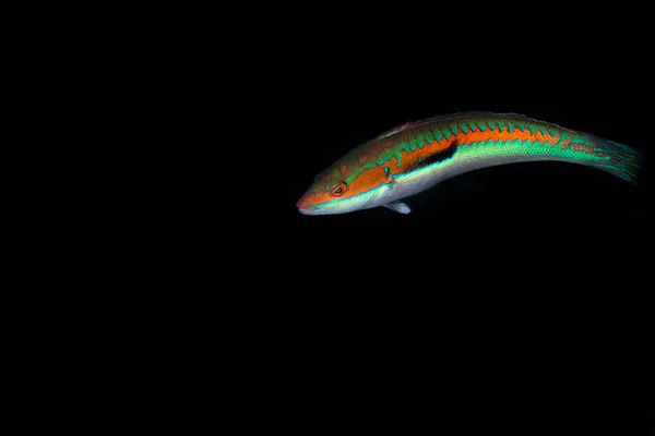 Small Fish White Belly Orange Back Green Lines Black Background — Stock Photo, Image