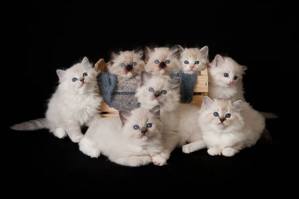 Několik Bílých Koček Modrýma Očima Tmavém Pozadí — Stock fotografie