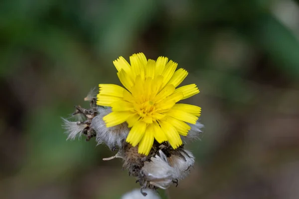 Mise Point Sélective Une Petite Fleur Jaune — Photo