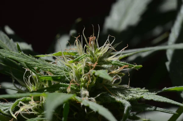 Blooming Cannabis Marijuana Green Buds Ripe Flowers — Stock Photo, Image
