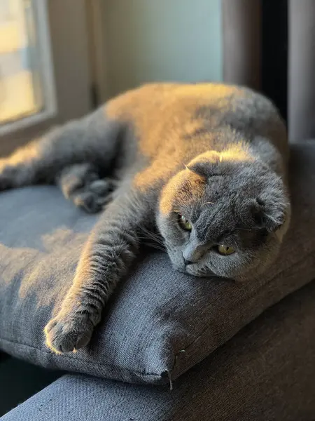 Primo Piano Verticale Adorabile Gatto Dai Capelli Corti Grigio Cuscino — Foto Stock