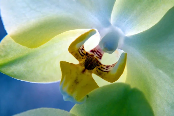 Крупный План Белой Орхидеи Желтым Пестиком — стоковое фото