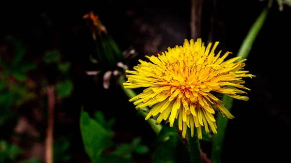 Close Dente Leão Comum Amarelo Crescido Jardim Primavera — Fotografia de Stock