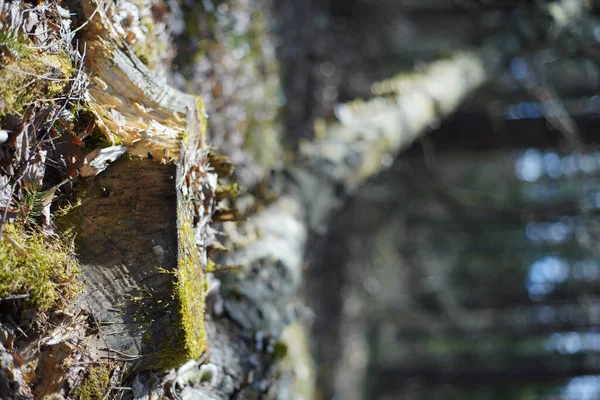 Вертикальный Снимок Деревянного Пня Покрытого Мхом Лесу Размытом Фоне — стоковое фото