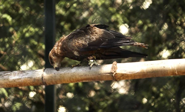Ein Selektiver Fokusschuss Eines Adlers Auf Einem Stück Holz — Stockfoto