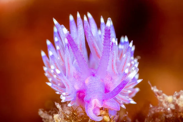 背景に赤と長い突起を持つ紫色の海洋生物のクローズアップショット — ストック写真