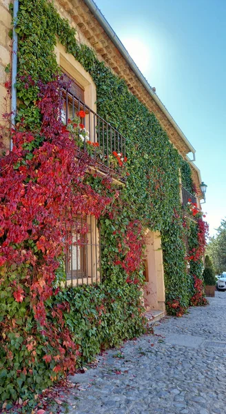 House Overgrown Ivy Lianas — Stock Photo, Image