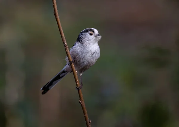 Closeup Shot Long Tailed Tit Thin Wooden Branch Blurry Background — Stock fotografie