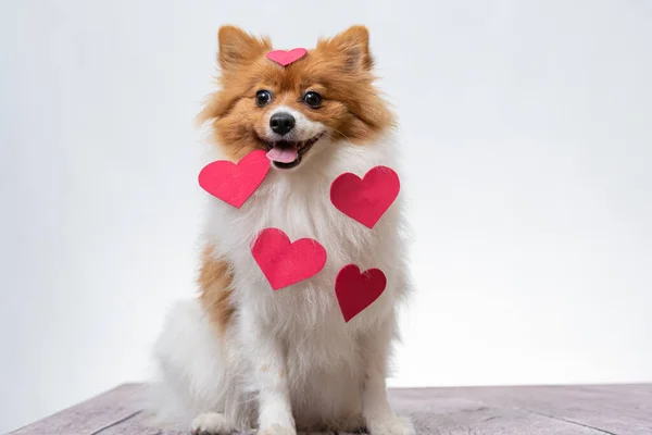 Closeup Shot Spitiz Dog Red Hearts Him — Stock Photo, Image