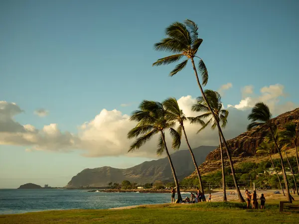 Een Schilderachtig Uitzicht Palmbomen Aan Oceaankust Overdag Hawaii Ahu West — Stockfoto