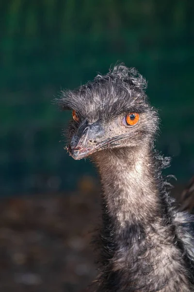 Hayvanat Bahçesindeki Bir Emu Kuşunun Dikey Görüntüsü — Stok fotoğraf