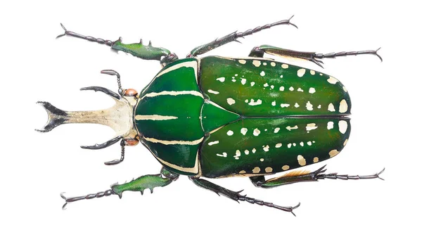 Vackra Insekter Samling Färgglada Blomma Skålar — Stockfoto