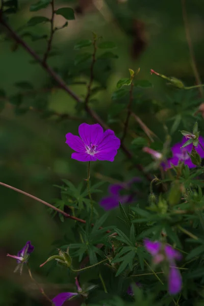 Eine Vertikale Selektive Fokusaufnahme Einer Blutigen Kranichschnabel Blume Die Einem — Stockfoto