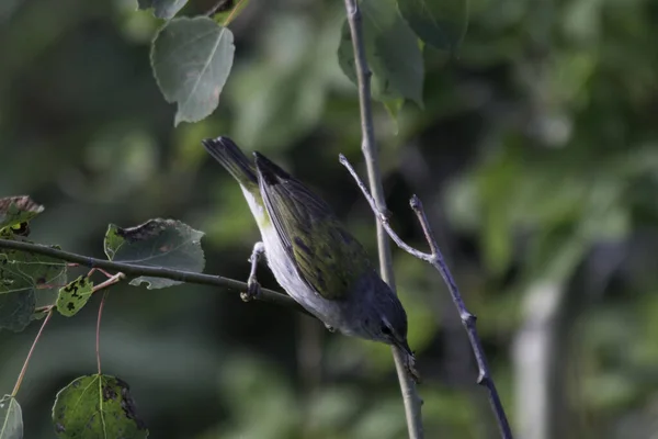 田纳西莺紧紧抓住树枝的特写镜头 — 图库照片