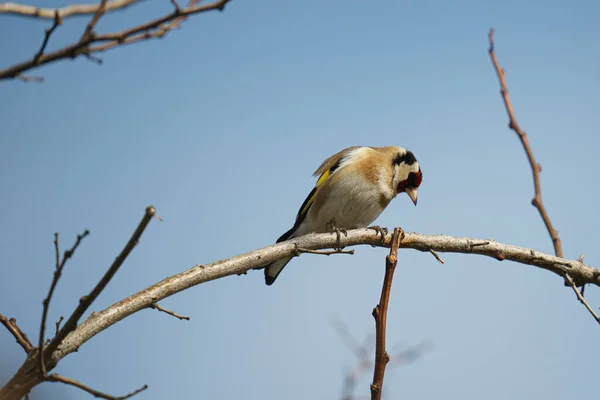 Gros Plan Merle Perché Sur Une Branche — Photo