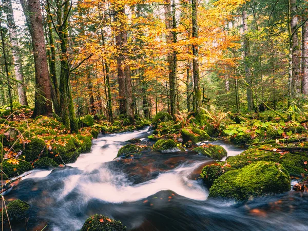 秋にドイツの森の中を流れる美しい湖 — ストック写真