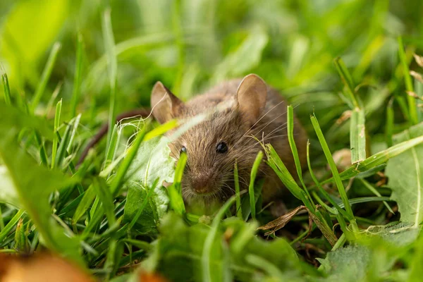 Zbliżenie Ślicznej Szarej Myszy Siedzi Stosie Bujnej Zielonej Trawy — Zdjęcie stockowe