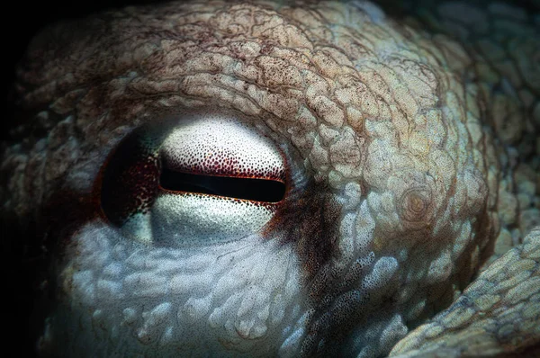Macro Shot Parietal Eye Octopus — Stock Photo, Image