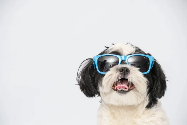 Closeup Shot Smiling Shih Tzu Dog Wearing Blue Sunglasses White — Stock Photo, Image