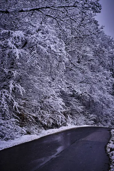 Los Árboles Cubiertos Nieve Durante Invierno Pueblo Cluj Rumania — Foto de Stock