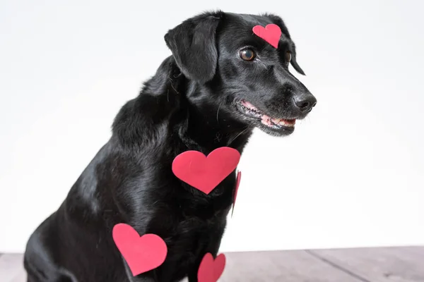 Labrador Preto Bonito Com Alguns Adesivos Forma Coração Vermelho Fundo — Fotografia de Stock