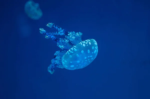 Крупный План Пятнистого Медузы Папуаса Папуа Лагунного Медузы Золотой Медузы — стоковое фото