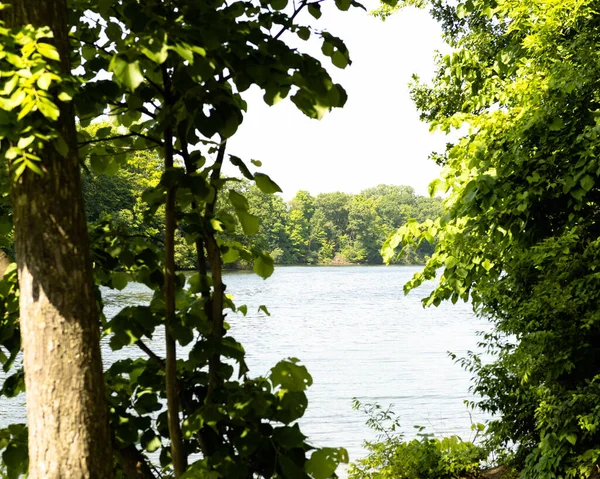 Красивый Вид Зеленый Парк Деревьями Рядом Небольшим Озером — стоковое фото