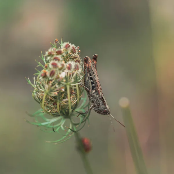 Mise Point Sélective Une Sauterelle Sur Une Plante — Photo