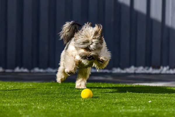 黄色のボールでキャッチ遊ぶ愛らしいふわふわの犬 — ストック写真