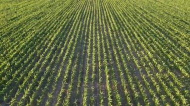 Büyük tarımsal santral alanlarının havadan görünüşü