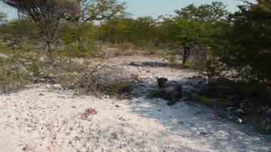 Namibya 'daki Etosha Milli Parkı' nda benekli sırtlan.