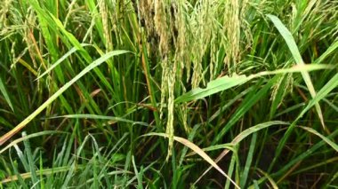 Tohum ve yeşil çimenli çeltik tarlası