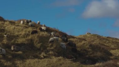 Tepelerde otlayan bir koyun sürüsü.