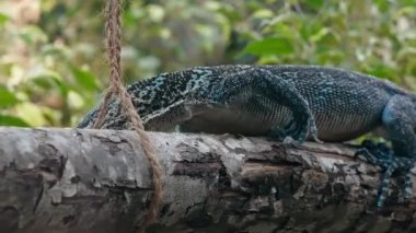 İsviçre 'nin Zürih hayvanat bahçesindeki çalılıklarda sürünen bir kertenkele monitörünün yakın çekimi.