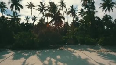 Afrika, Zanzibar 'da palmiye ağaçları olan güneşli bir sahil manzarası.