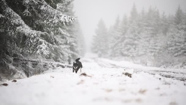 Primer Plano Perro Shiba Inu Naturaleza Invierno — Vídeos de Stock
