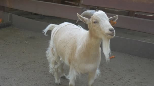 Una Cabra Blanca Zoológico Come Zanahorias — Vídeos de Stock