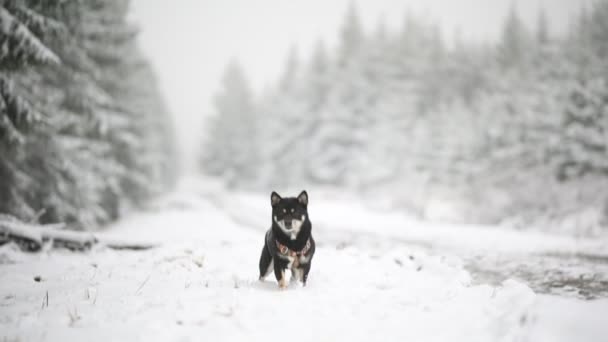 Vahşi Doğada Karlı Yolda Yürüyen Siyah Bir Shiba Inu — Stok video