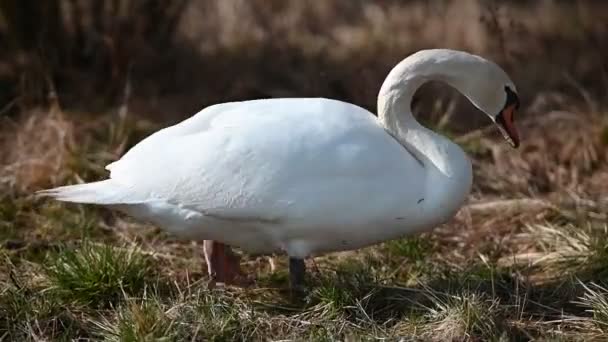 Крупный План Белого Лебедя Поедающего Траву Поле — стоковое видео